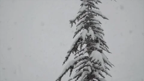 Snowfall continues Stock Footage 169118611