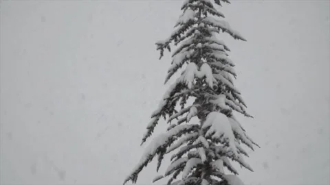 Snowfall continues Video stock 169371897