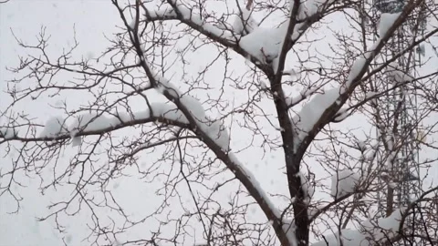 Snowfall continues Stock Footage 169371949