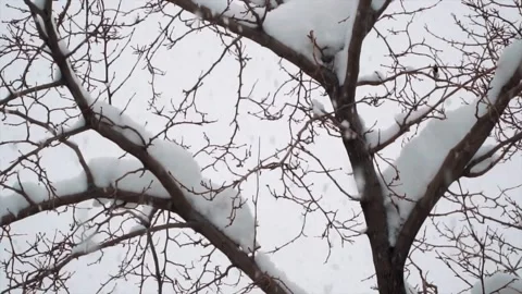 Snowfall continues Video stock 169420414