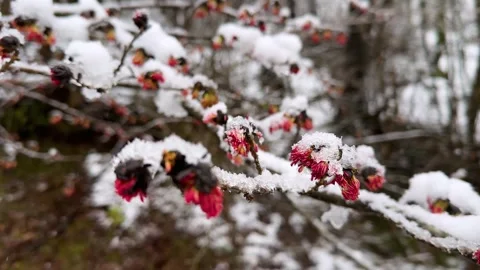Snowfall covered red ruby tree blossom amazing jewel plant in icy frozen tree Stock Footage 314370769