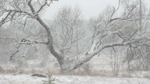 Snowfall covered with snow trees. Stock Footage 62649569