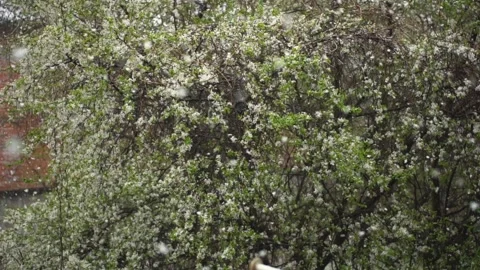 Snowfall covering cherry tree blossoms. Climate change concept. Slowmotion Stock Footage 128362728