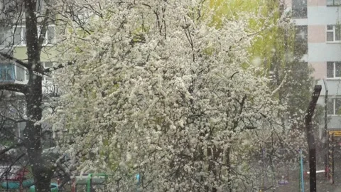 Snowfall covering cherry tree blossoms. Climate change concept. Slowmotion Stock Footage 128363006