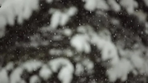 Snowfall covers the branches of fir trees. Defocus Stock Footage 134968656