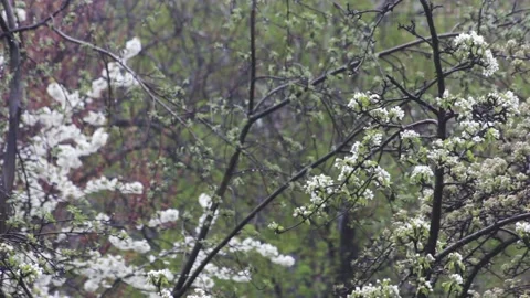 Snowfall covers pear tree with green leaves harming harvest Stock Footage 135132403