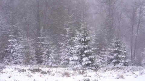Snowfall covers trees in winter landscape during a quiet day in the forest Stock Footage 327590997