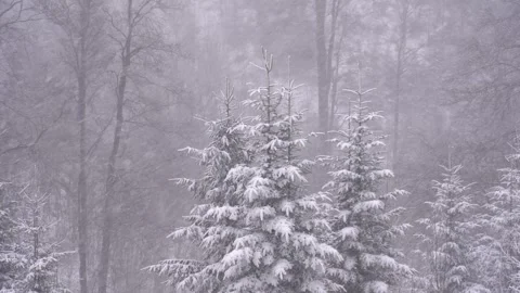 Snowfall covers trees in winter landscape during a quiet day in the forest Stock Footage 327591001