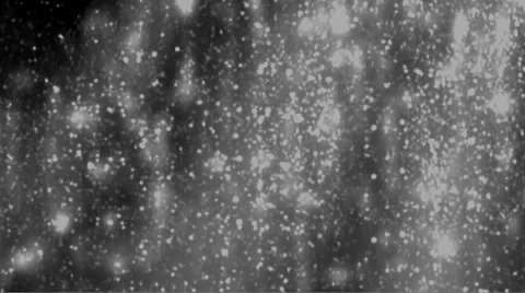 Snowfall. Dark, Grayscale Stock-Footage 4533999