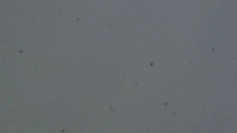 Snowfall at daytime Stock Footage 73770494