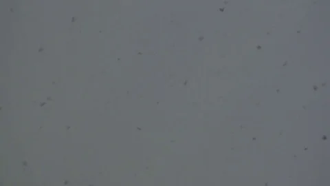 Snowfall at daytime Stock Footage 73770500