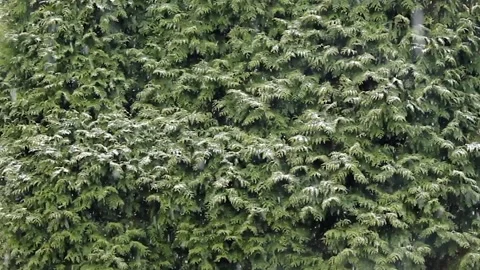 Snowfall in December Background - 30 Second Stock Footage 257867088