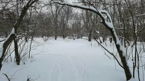 Snowfall in deep wild forest winter landscape dolly shot Stock Footage 149761573