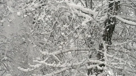 Snowfall in the Dense Forest Stock Footage 58098350