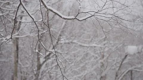 Snowfall in a dense forest - Japan Stock Footage 239654962