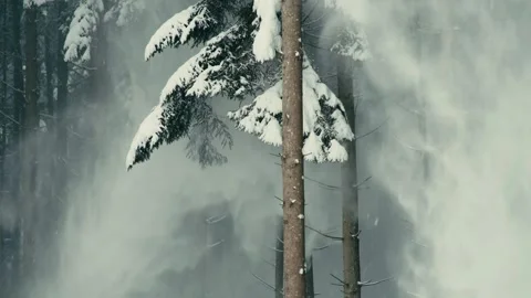 Snowfall Descending Through Thick Pine Trees in a Dense Winter Forest Vídeos de archivo 331167883