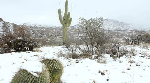 Snowfall Desert Landscape Stock Footage