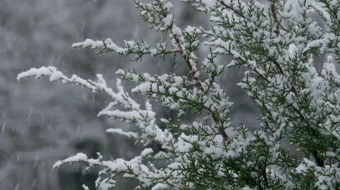 Snowfall Detail on an Evergreen Tree Stock Footage 59919086