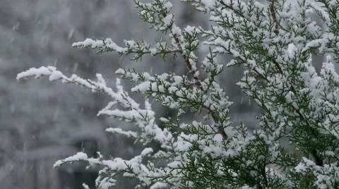 Snowfall Detail on an Evergreen Tree Vídeo Stock 59920696