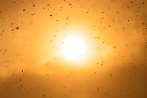Snowfall in direct sun light. Snowflakes as sparkles flying in the air on o.. Stock Photos