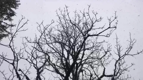 Snowfall on a dry tree in slow motion Stock-Footage 306680475
