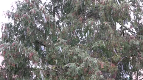 Snowfall during the Christmas holidays Stock Footage 299568523