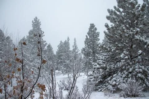 Snowfall during winter on evergreen trees vertical Fotos Stock