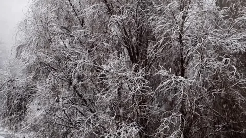 Snowfall Embracing a Tree with Frosted Branches Video stock 291831511