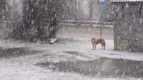 Snowfall is an empty city. Video stock 168878645