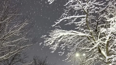 Snowfall in evening. Snowflakes fall in flakes against a background of black sky Stock Footage 262577734