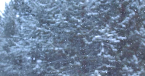 Snowfall in an Evergreen Forest Stock Footage 100795373