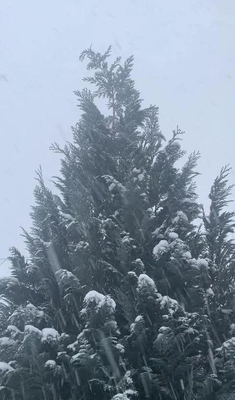 Snowfall on Evergreen Tree in Winter Forest Stock Footage 328107029