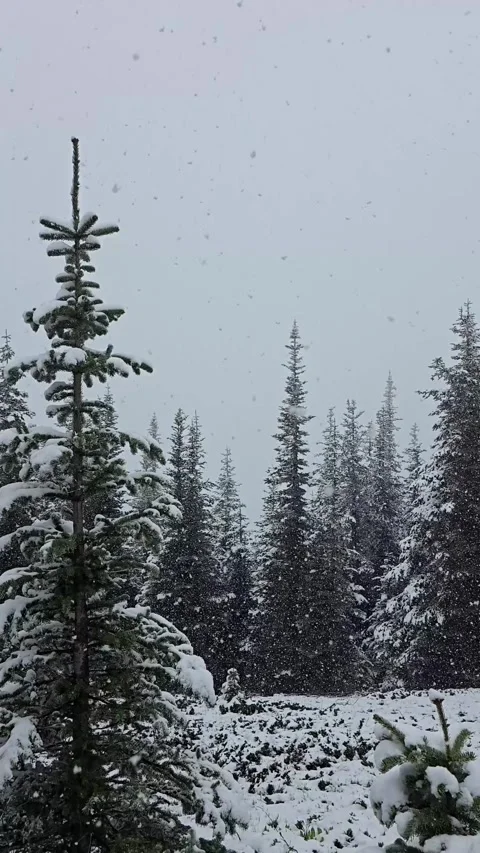 Snowfall falling softly over snow-covered pine trees Stock Footage 345537943