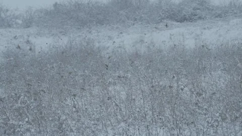 Snowfall in a field with a flock of tits in slow motion Stock Footage 302546062