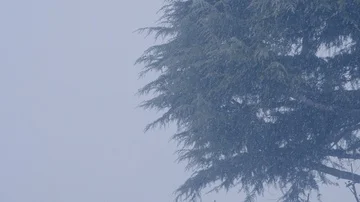 Snowfall with a fir in background Video stock 86091417