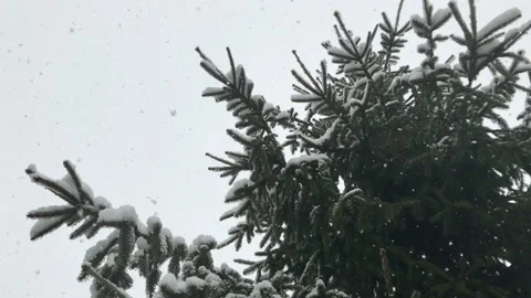 Snowfall on fir, snowflakes fall on tree branches in forest. Pan, bottom-up view Stock Footage 144477486