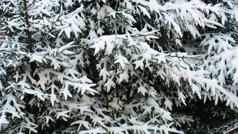 Snowfall at fir tree background covered with snow Stock Footage 97739597