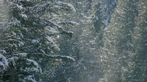 Snowfall from firs Stock Footage 105188458