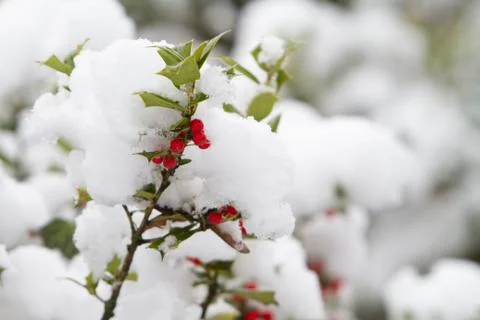 Snowfall on flower branch 스톡 사진