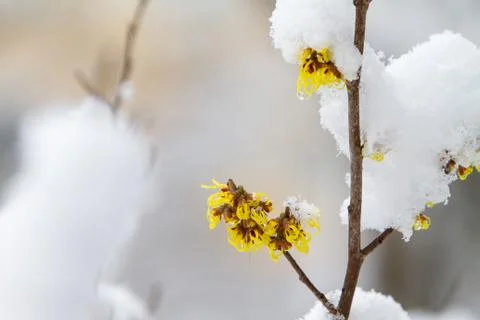 Snowfall on flower branch 스톡 사진