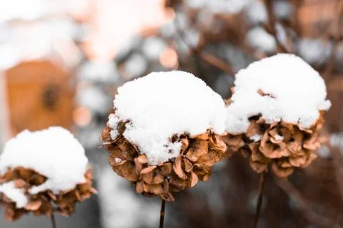 Snowfall on flowers Stock Photos