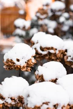 Snowfall on flowers Stock Photos