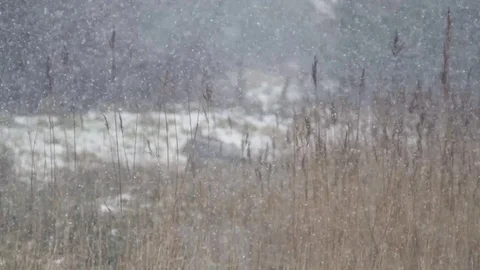 Snowfall Fluffy Cinematic Stock Footage 84808414