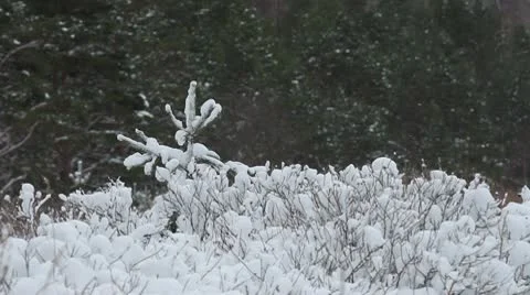 Snowfall Stock Footage 10577446