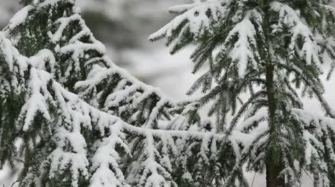 Snowfall Stock Footage 10578073