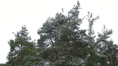Snowfall Stock Footage 10834344