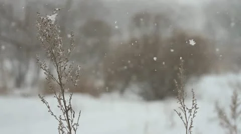 Snowfall Stock Footage 20449742