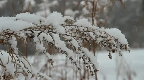 Snowfall Stock Footage 20502407