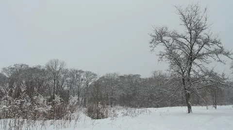 Snowfall Video stock 20502537