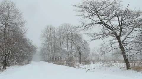 Snowfall Stock Footage 20510754